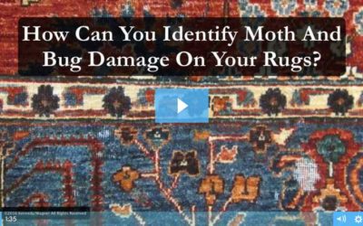 Do You Have Moths or Bugs Damaging Your Rugs?