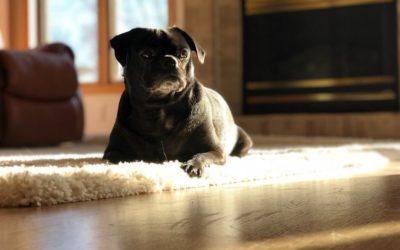 DO YOU GUARANTEE PET ODOR AND STAIN REMOVAL?