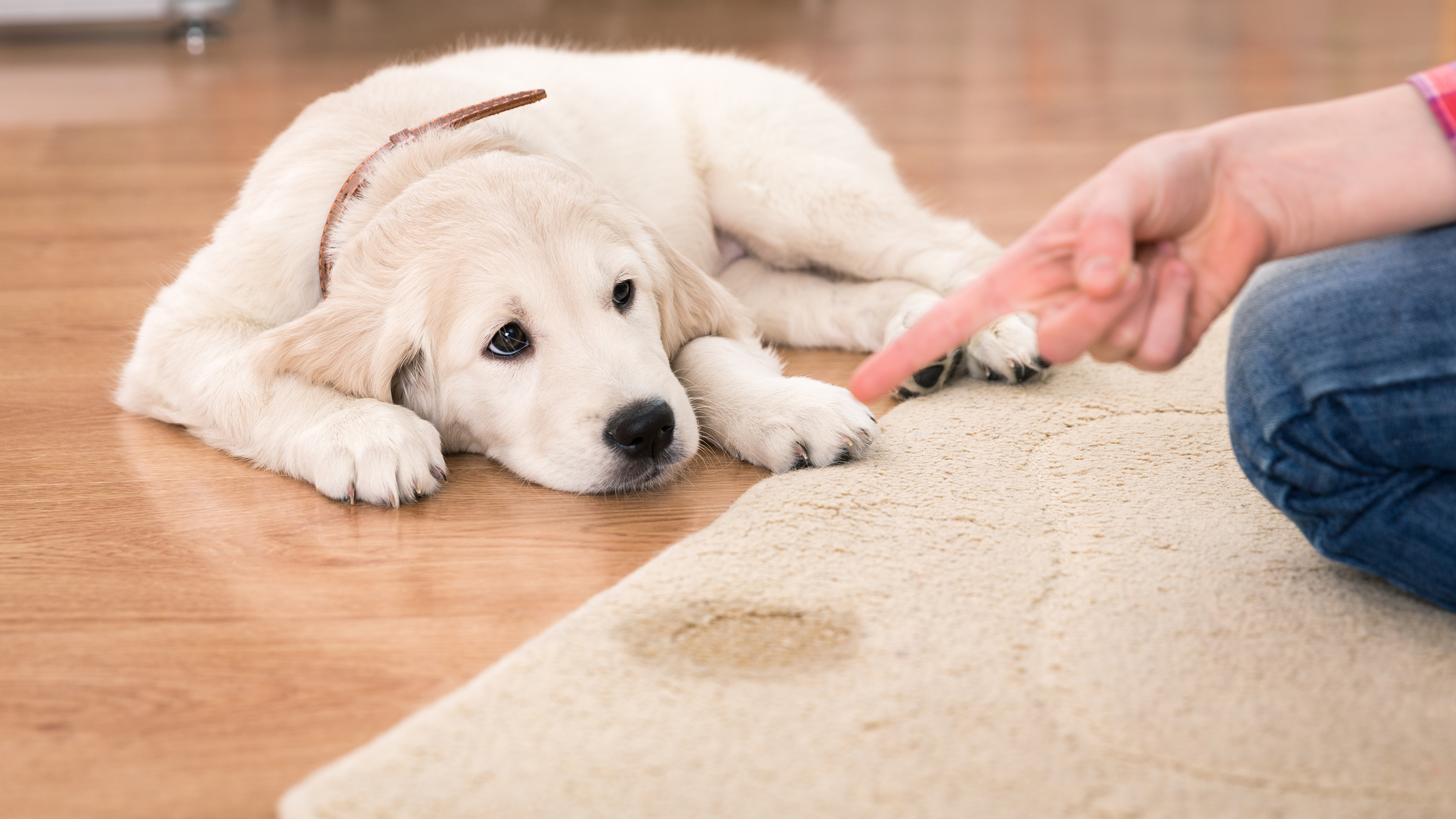 Pet Odor Removal when a puppy peed on an area rug